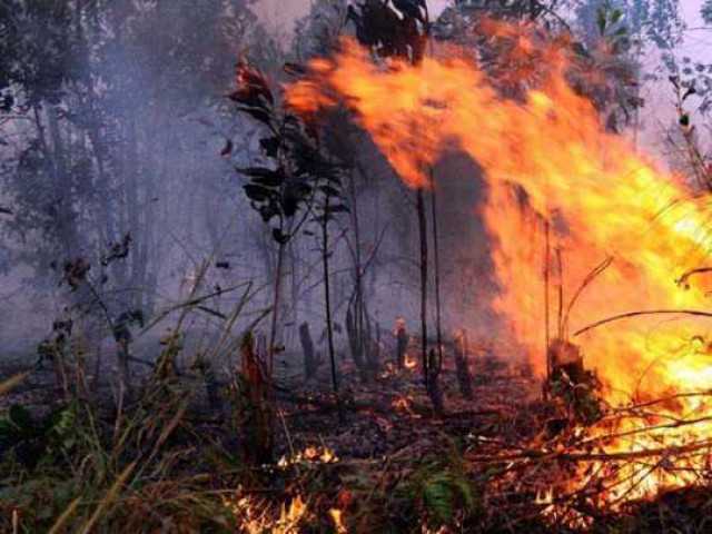 Presiden Jokowi Minta Semua Pihak Terkait Koordinasi Atasi Kebakaran Hutan dan Lahan di Riau