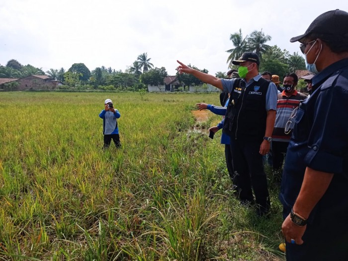 Gagal Panen, Bupati OKU Timur H Lanosin Hamzah ST Berikan Perhatian Kepada Petani