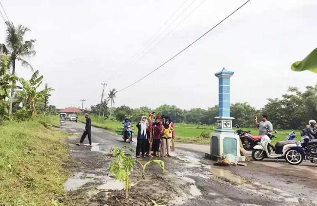 Saking Sebel Jalan Rusak Parah Dampak Aktifitas Galian C, Warga Desa Pundungrejo Tawangsari Aksi Tanam Pisang di Jalur Jalan Penghubung