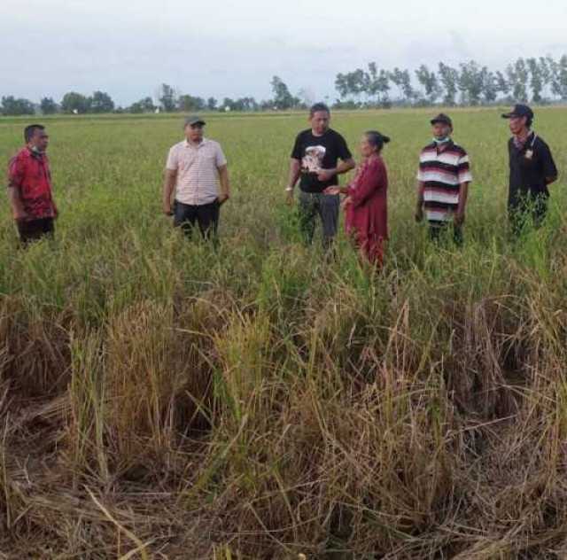 Gagal Panen Mengintai Mesuji (Bagian 3/Habis)