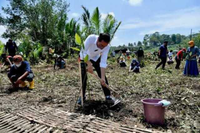 Antisipasi Perubahan Iklim, Presiden Jokowi Tanam Mangrove Bersama Masyarakat di Cilacap