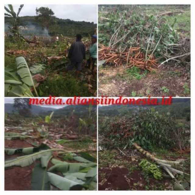 Pengrusakan Tanaman Petani Didesa Tenjojaya Makin Merajalela, Ketua KGS LAI Kab. Sukabumi, Pupung "Ini Lahan Masih Sitaan KEJATI JABAR, Kenapa Mereka Menghakimi Masyarakat Tanpa Ada Tenggang Rasa"