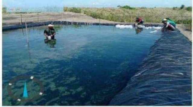 Dinas Perikanan Kab. Sukabumi Monitoring Budidaya Udang Vaname Di Tegalbuleud