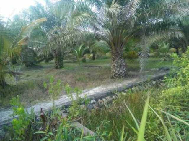 Kangkangi UU Nomor 41 Tahun 2009 Diduga Puluhan Hektar Sawit Ditanam Dilahan Pertanian Pangan Berkelanjutan