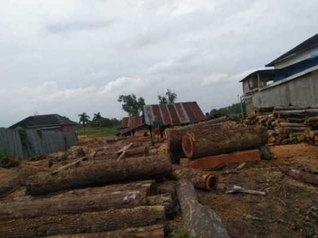 Banyak panglong Kayu di kota Palembang diduga,berjalan Tanpa mengantongi izin dari pihak terkait