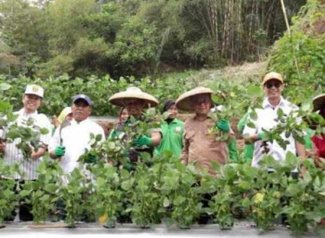 Wakil Bupati Kab. Sukabumi Apresiasi Panen Raya edamame, "Sinergitas Yang Baik Menguntungkan dan Menyejahterakan"