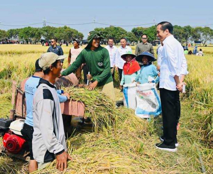 Jokowi: Produksi Pangan Nasional masih baik di tengah dampak El Nino