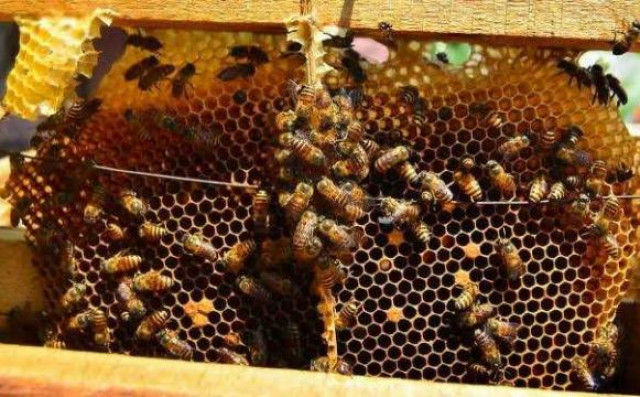 Budidaya Lebah Madu Desa Karya Mulia Habiskan Puluhan Juta Tersebar ke Desa Lain