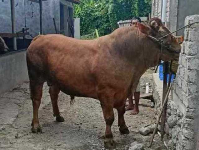 Lagi, sapi kurban lepas dan ngamuk di kedai kopi, pengunjung kocar-kacir, barang-barang berantakan