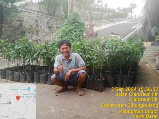 Pemdes Ciaruten Ilir Menyerahkan Sebanyak 500 Bibit Alpukat Munsanking, Tahun 2024