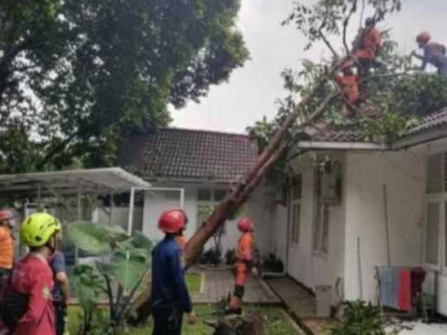 Pohon Tumbang Akibat Hujan Deras dan Angin Kencang Menimpa Rumah Dinas Kapolresta Bogor.