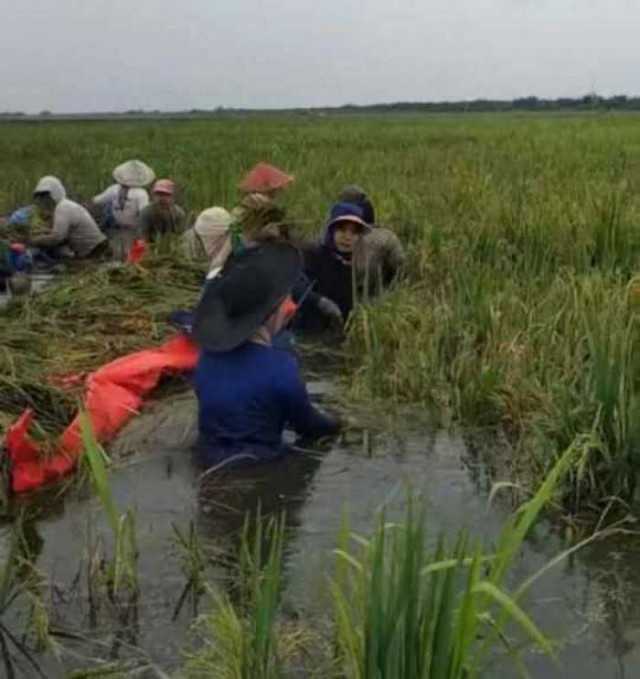 Banjir Genangi Pemukiman dan lahan pertanian warga di Kecamatan Pulau Rimau, petani terancam gagal panen