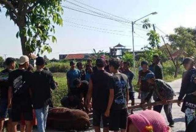 Dua Sapi Ngamuk di Lamongan, Panitia jadi Korban Tercebur Sawah