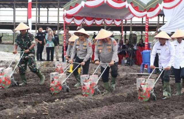 Kasdim 1016/Plk Hadiri Penanaman Jagung Serentak.