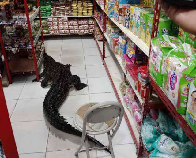 Buaya 2 Meter Masuk Minimarket di Taliabu, Mau Belanja Nih??