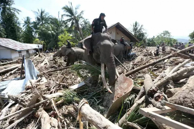 Gajah dikerahkan bantu bersihkan puing dampak banjir bandang Pidie Jaya Aceh