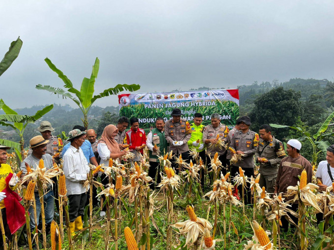 Kapolsek Babakan Madang Polres Bogor Panen Jagung Bersama Petani Jagung Bojong Koneng