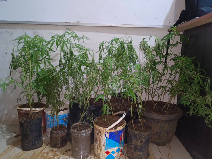 Polres Empat Lawang Ungkap Budidaya Ganja di Dalam Rumah, 44 Batang Disita