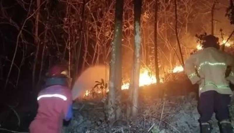 Kebakaran Hutan Blondo Gunungkidul, hampir 1 hektare lahan hangus