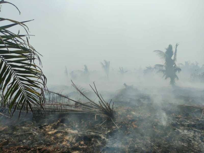 Izin 5 perusahaan dibekukan terkait karhutla Kalimantan Barat
