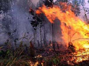 Presiden Jokowi Minta Semua Pihak Terkait Koordinasi Atasi Kebakaran Hutan dan Lahan di Riau