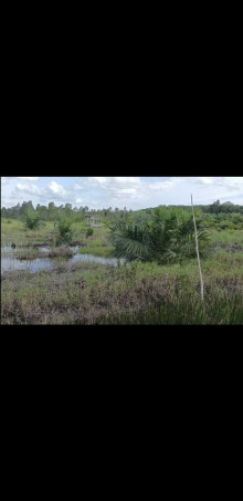 Ada apa dengan pencetakan lahan sawah di Bangka Barat, padi ditanam kelapa sawit yang tumbuh