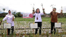 Panen Bawang Merah Di Sasagaran, Direktorat Kementan "Baik dan Prospektif Dukung Agrowisata"