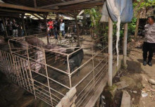 Akibat Dari "NGEYEL", Lokasi Peternakan Kandang Babi Yang Terduga Ilegal di Klaten Dieksekusi Tim Gabungan. Sempat di Laporkan Tahun Kemarin Tapi Masih Bandel