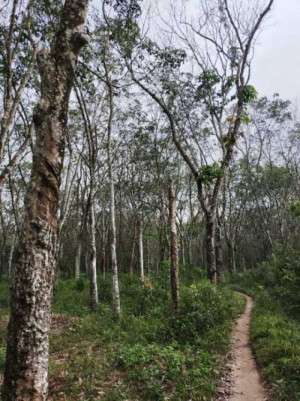 Pohon Karet Terkena Penyakit, Petani Harapkan PPL Pro Aktif Beri Penyuluhan