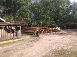 Diduga 13 Somel Pengelola Kayu Illegal Logging Di Salo & Si Abu Yang Tak Tersentuh Aparat