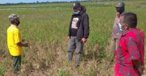 Gagal Panen Mengintai Mesuji (Bagian 1)