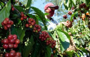 Robusta Temanggung, Kopi Mewah Kelas Dunia