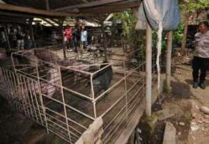 Akibat Dari "NGEYEL", Lokasi Peternakan Kandang Babi Yang Terduga Ilegal di Klaten Dieksekusi Tim Gabungan. Sempat di Laporkan Tahun Kemarin Tapi Masih Bandel