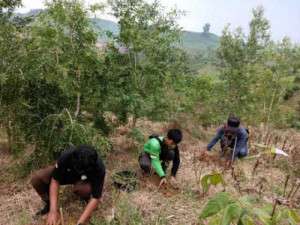 Manfaatkan Intensitas Curah Hujan Baik, Saka Wanabhakti Bersama Perhutani Karangasem Grobogan Giat Tanam Bersama