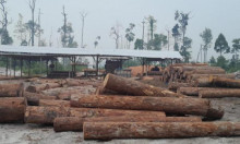 Lapor Pak Kapolri !!! Sindikat Bisnis Illegal Logging di Kalteng Semakin Merajalela, Ada Opo Yoo? 