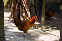 Pengadaan Ayam Kampung Desa Kali Bening Dipertanyakan 