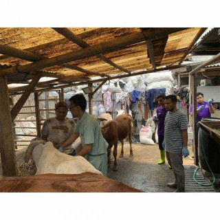 Antisipasi Wabah PMK, DKP Kota Tangerang Masifkan Pemberian Vaksin hingga Vitamin pada Hewan Ternak 