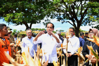 Tinjau panen Jagung di Sumbawa, Presiden tegaskan pentingnya keseimbangan harga