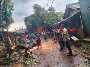 Pohon Tumbang Akibat Hujan Deras dan Angin Kencang, Polsek Cileungsi Gercep Turun ke Lokasi.