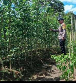 Kontribusi dan langkah nyata dalam mendukung program pertahanan pangan 