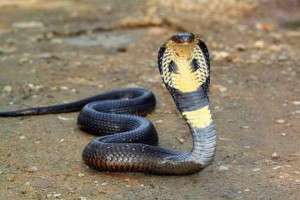 Diteror dengan Ular King Cobra, Dedi Mulyadi: Nanti Ketangkep