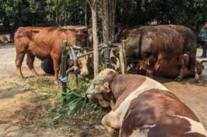 Prabowo Bagikan 58 Sapi Kurban untuk Tetangganya di Bogor