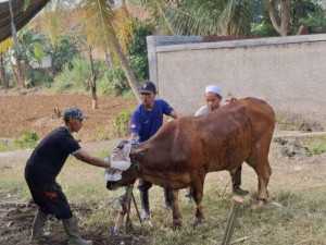 Warga Desa Sakamaju Polsek Cibungbulang Qurban 1 Sapi di Hari Raya Idul Adha 1446 H.