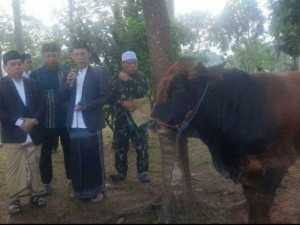 Wabub Jaro Ade, Serahkan Sapi Kepengurus Masjid Baitul Faidzin.