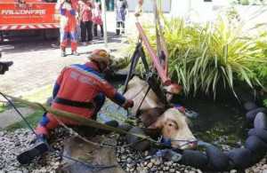 Sapi Kurban Disdik Jatim Lepas Jelang Salat Id dan Nyebur Kolam
