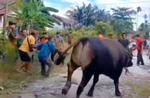 Sapi Kurban Kabur ke Kampus UN Palangka Raya, Warga Minta Tolong Damkar