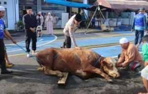 Sapi Kurban Ngamuk di Mapolres Ciamis, Polisi Jadi "Penjinak Hewan" Dadakan