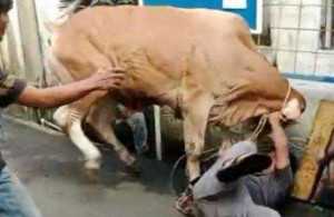 Di Bandung, Sapi Kurban Seberat 350 Kilogram Ngamuk dan Seruduk Warga hingga Terluka