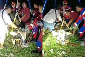 Di Cilandak, Sapi Kurban Tercebur ke Bekas Kolam Renang Sedalam 5 Meter