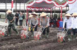 Kasdim 1016/Plk Hadiri Penanaman Jagung Serentak.